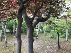 園内に隠した文字やスプーン、折り紙の生き物を探すコーナー。写真は木にぶら下げたスプーンを探すゲームです。背景に様々な樹木や葉っぱがあり、意外と探すのが難しい！ノムラモミジの灰色の木肌に、銀色のスプーンが溶け込んでいました。