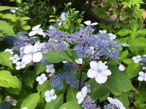 アマチャの拡大写真。散形花序に４枚の花弁をつけた綺麗な花。