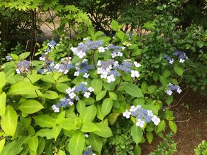 濃い紫の花序と薄い紫の花弁がとても綺麗なアマチャ。アジサイ科の植物なので、それとなく咲き方がアジサイに似ています。