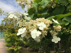 ノリウツギの拡大写真。円錐形の花序に４枚の花弁がついている。