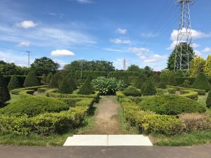 すっきりとした青空に、整えられた樹木が美しく映える西洋庭園。円錐形に刈り込まれたオンコが見所です。生垣として仕立てられたツゲも同様に綺麗です。