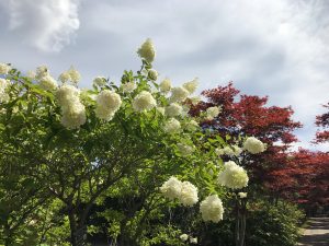 小さな花が密に集まり円錐形の花形をなすミナヅキ。今は白い花ですが、紅葉シーズンに向かい薄いピンク色に変化します。本日は晴天で、青い空に白いミナヅキの花が良く映えます。