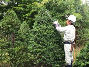 刈り込み作業中です。オンコの数が大変多いので、ハサミではなく、電動トリマーという鋸型の刃を備えた機械を使って整形していきます。それでも長時間使うと結構手に疲労が溜まります。