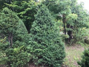 駐車場付近の円錐形オンコ。刈り込み前の姿は少し太り気味で温和な印象。これから綺麗な円錐形に仕立て、鉛筆の先のようにとがらせます！