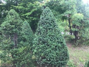 刈り込み後の写真。綺麗に整形されたオンコは見事に円錐形になりました。