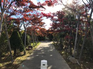 駐車場から一直線に伸びるノムラモミジの並木は、紅葉すると真っ赤なトンネル並木になります。毎年大変人気のあるスポットです。もともと赤黒い葉をしているノムラモミジですが、紅葉後は真っ赤に染まり圧巻の風景です。