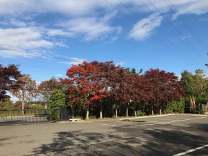 駐車場入口のモミジが赤く紅葉を始めました。本日は気持ちの良い秋晴れ。外は少し寒いですが、ぜひ散策にお越し下さい。