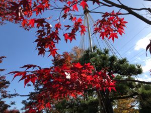 紅葉したノムラモミジがありました。拡大してみます。空に透かしてみると、本当に真っ赤であることがわかります。