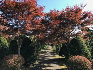 10/20のモミジ並木の紅葉は、まだまだこれからといったところです。ところによっては綺麗に色づいている箇所もありますが、ほとんどは小豆色に近く紅葉が始まっていません。しかし、風に漂うモミジの並木は、いつ見ても素晴らしいです。