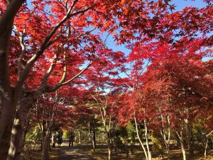 園内中腹あたりにノムラモミジの撮影スポットを見つけました。偶然紅葉し始めの木が多く、映えます。