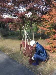 ベニシダレモミジも丁寧に冬囲いします。傘のように広がる枝を3~4箇所に分けて絞り上げ、三角錐や四角錐になるよう根曲がり竹を設置し、竹と枝を括ります。雪の重さで折れないようこのように養生します。