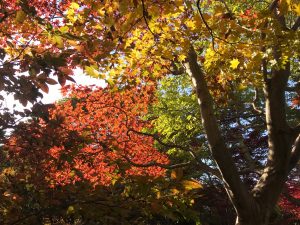 木の真下から、紅葉を見上げるように撮影しました。太陽に照らされ葉が透けている様子が綺麗です。写真はオレンジと黄色のモミジの紅葉です。
