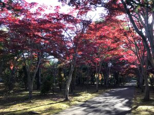 ノムラモミジの並木の隣の通路です。トンネル並木のほかにも園内はノムラモミジがたくさんあります。赤く染まり始めているスポットを見つけてご覧になるのも紅葉狩りならではの楽しみ方です。
