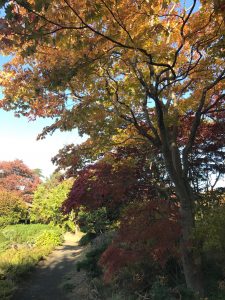 一本のモミジの木の途中から、別のモミジが2種類も生えています。上から、黄色いモミジ、赤いモミジ、赤いシダレモミジと、世にも珍しい三段モミジです。日本庭園の園路脇にあります。