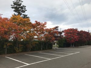 駐車場入口のモミジは紅葉が進みました。19日の写真に比べると、緑の葉が減り色づいた事がわかります。ここはオレンジ色のモミジが中心です。