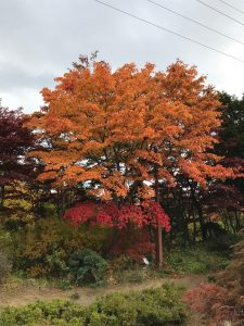 1本から3種類のモミジが出ている三段モミジは、一昨日から紅葉が進みました。三段のモミジが綺麗に色分けされ、グラデーションになっています。下から小豆色、赤、オレンジと見事な色合いです。