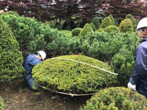 オンコにそっくりのキャラボクの冬囲いです。薄く円盤のように仕立てられたキャラは横幅があり、一人では冬囲いが大変です。胴回りを縄で絞った後、縄のずれを防ぐ為に筋交いのように、上から十字に縄を渡します。