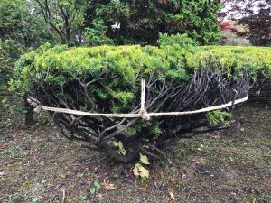 真横からキャラボクの冬囲いを見た様子。胴回りはしっかりと絞られ、積雪の影響で枝が潰されないように配慮しています。真ん中から上に向かっている縄は反対側へ渡し、筋交いの役目を果たしています。