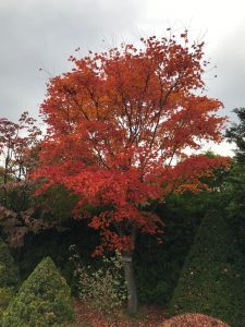 駐車場から園内に入り、一番左の園路を進むと左手に見えてくるヤマモミジ。全体がはっきりとしたオレンジ色に紅葉し、目立ちます。記念撮影の場所としてオススメです。