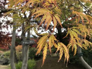 アオシダレの拡大写真です。夏季は緑色をしているアオシダレも、紅葉シーズンには黄色からオレンジ色へと徐々に変わります。掌状の葉は切り込みが深く、風がなびくとサラサラと心地よく揺れます。