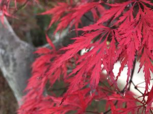 ベニシダレはアオシダレの赤バージョン。真っ赤に紅葉する葉は絵になります。