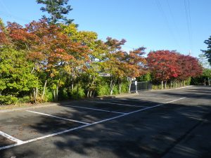 駐車場のモミジは全体の約4~5割くらいが紅葉しています。オレンジ色が強く、紅葉前の緑の葉とのコントラストも美しいです。