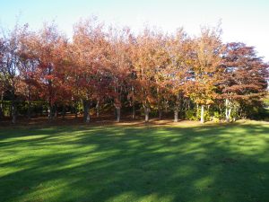 オレンジ色に染まるナツツバキの紅葉は芝生広場でご覧になれます。温かみのあるオレンジが秋を演出してくれます。