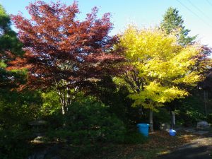 水琴窟はモミジ・カエデの紅葉に覆われています。赤い紅葉と黄色い紅葉が鮮やかです。