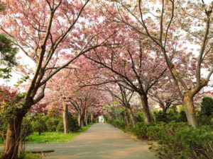 Cherry blossoms