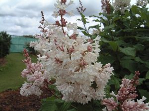 アグネス スミス