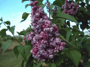 アミィ スコット アミィ スコット