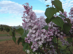 アナベル アナベル