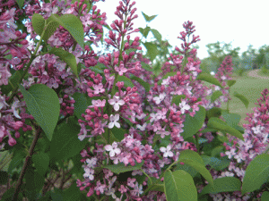 クライドハード クライド ハード