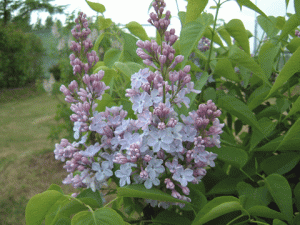 デュワイトD.アイゼンハワー デュワイト D アイゼンハワー