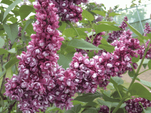 エトワールデュメイ エトワール デュ メイ