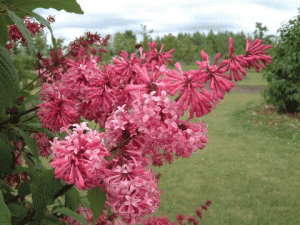 ミスカナダ ミス カナダ