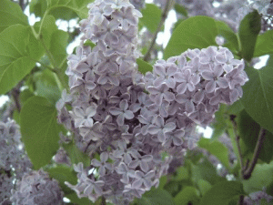 プレジデントリンカーン プレシデント リンカーン