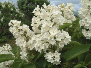 ロチェスター ロチェスター