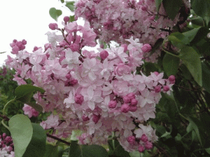 スイートハート スイートハート