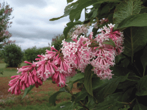 シセンハシドイ シセンハシドイ