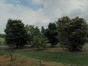 「川下公園「ライラックの森」開花情報」の画像