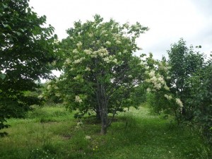 「川下公園「ライラックの森」開花情報」の画像