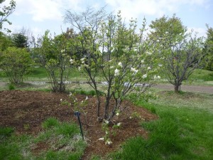 「川下公園「ライラックの森」開花情報」の画像