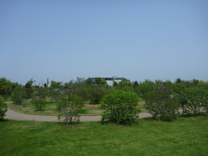 「川下公園「ライラックの森」開花情報」の画像