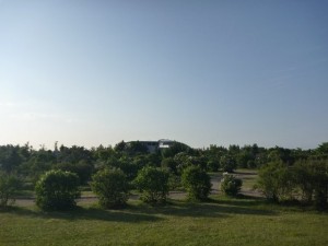 「川下公園「ライラックの森」開花情報」の画像