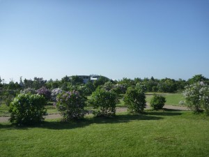 「川下公園「ライラックの森」開花情報」の画像