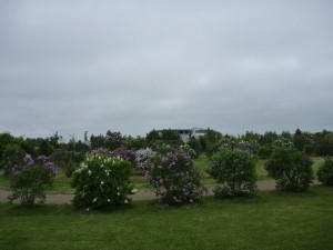 「川下公園「ライラックの森」開花情報」の画像