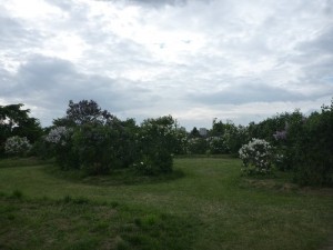 「川下公園「ライラックの森」開花情報」の画像