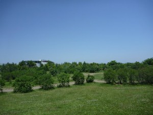 「川下公園「ライラックの森」開花情報」の画像