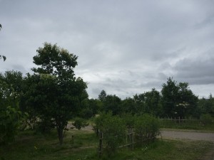 「川下公園「ライラックの森」開花情報」の画像